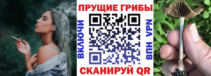 Псилоцибиновые грибы Psilocybine cubensis  закладки  Ершов 